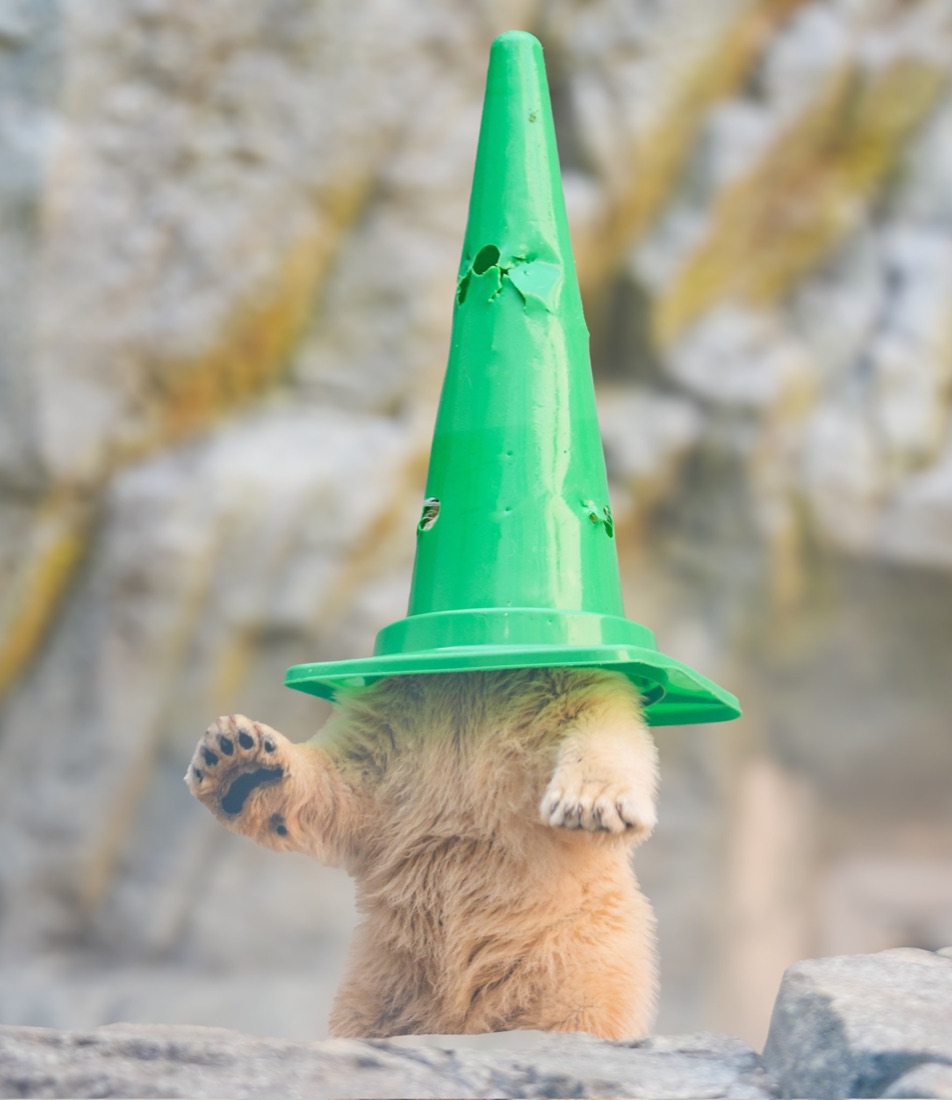 Momota the polar bear cub balancing a green traffic cone on his head like a wizard hat