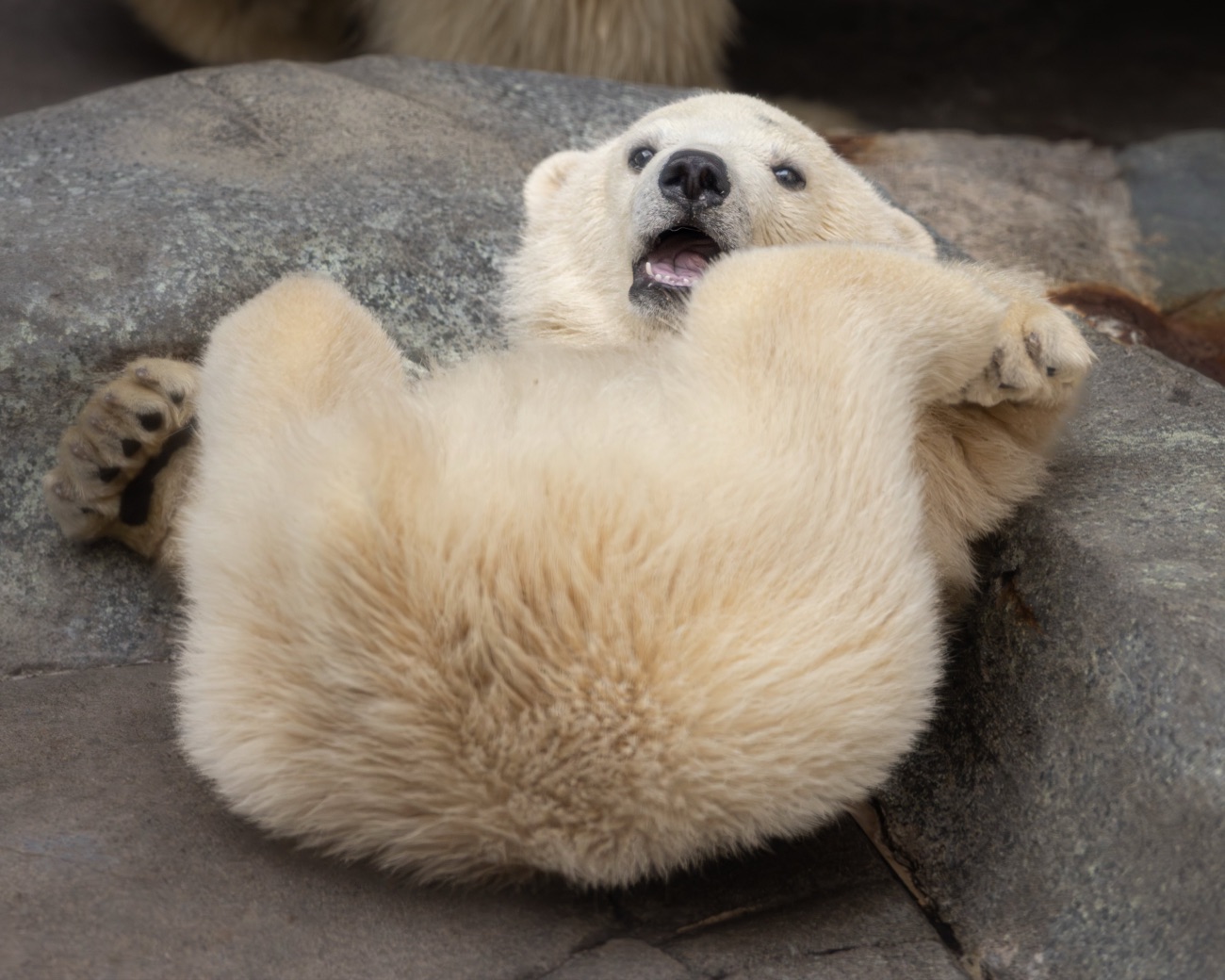 Momota the polar bear cub lying on his back with his mouth open